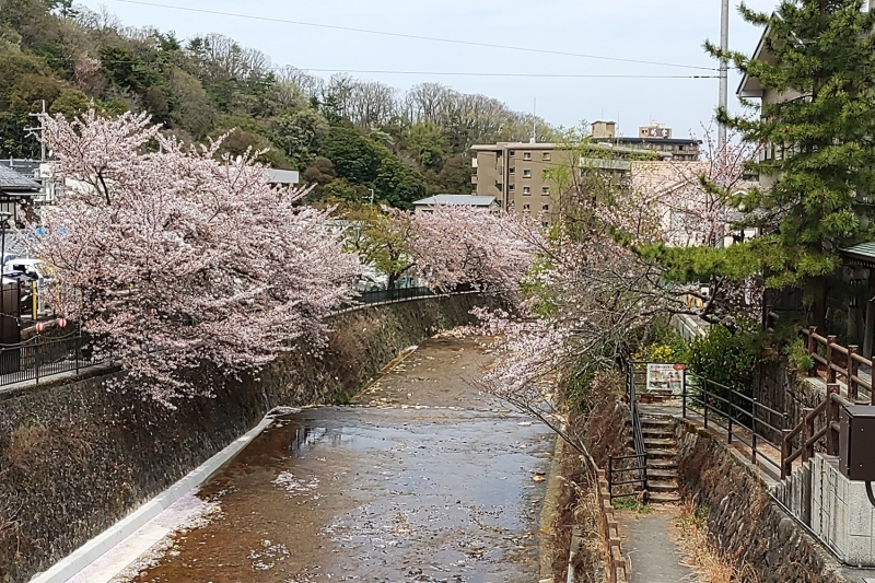 有馬川沿いの桜並木