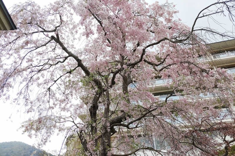 9階庭園の八重紅枝垂桜