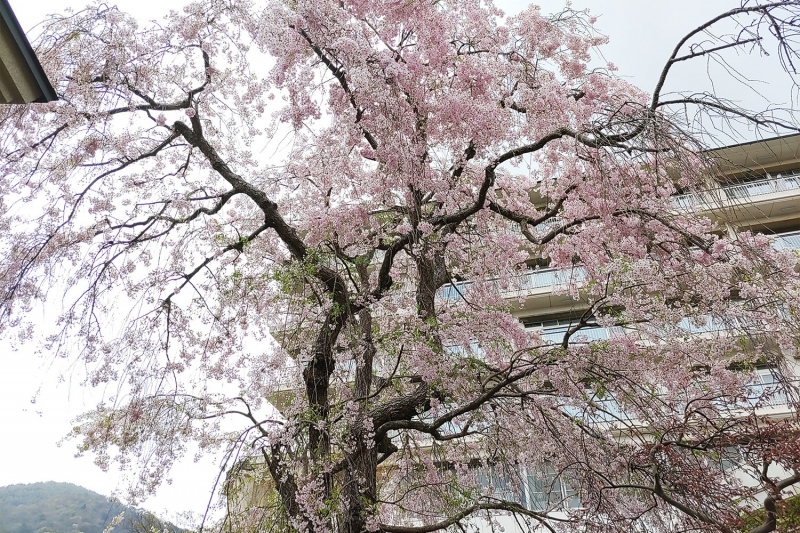 兵衛向陽閣の八重紅枝垂桜