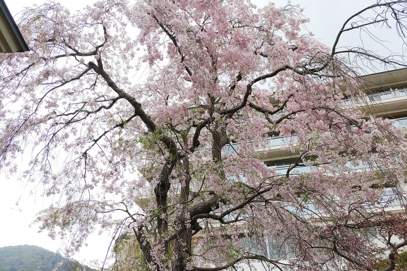 兵衛向陽閣の八重紅枝垂桜