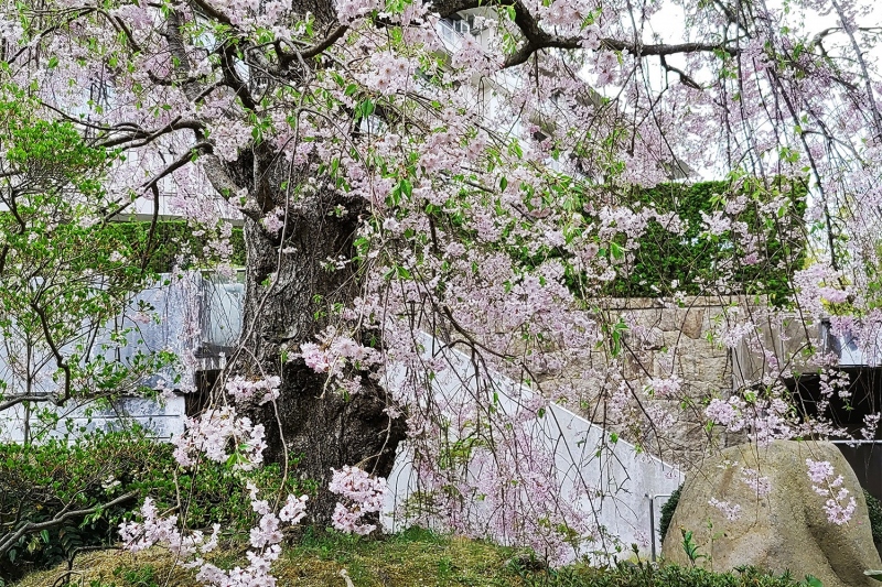 兵衛向陽閣の八重紅枝垂桜