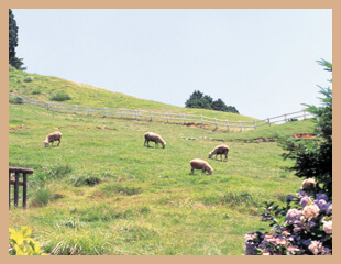 KOBE ROKKOSAN PASTURE