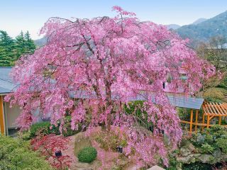 Cherry tree, 9th floor, garden