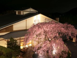Garden,9th floor, night view, spring