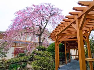 Garden,9th floor, view, spring