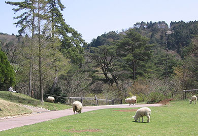 神戸市立 六甲山牧場