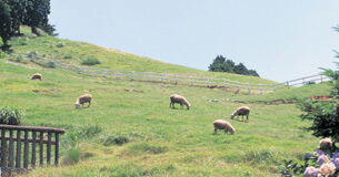 神户市立 六甲山牧场